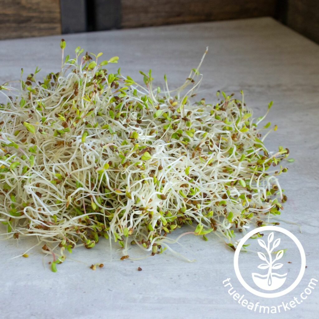 True Leaf Market - ORGANIC ALFALFA SPROUTS 5 LBS