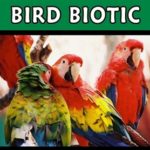 bird biotic