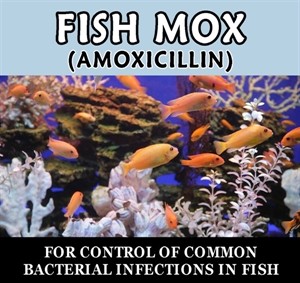 Fish Mox Amoxicillin 250mg 100 Count Call To Order – ITEM IS NO LONGER